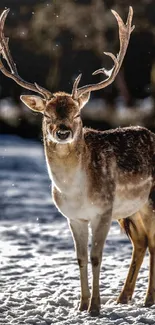 Deer standing in a snowy landscape, bathed in sunlight.