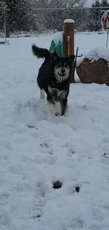 A black dog playing in the snowy field with trees in the background.