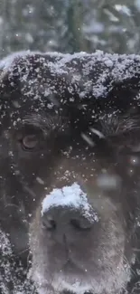 Snow-covered dog portrait in winter scenery.