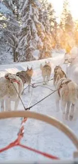 Dog sledding through snowy winter landscape at sunrise.