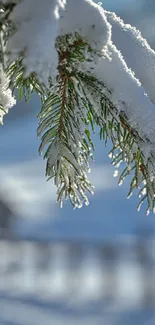 Snow-covered pine branch in winter landscape.