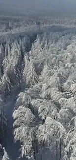 Aerial view of snow-covered winter forest with tall pine trees.