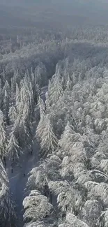 Aerial view of snowy winter forest with dense trees.