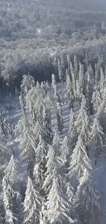 Aerial view of a snow-covered forest in winter.