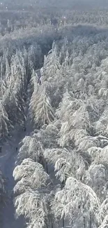 Aerial view of snow-covered winter forest with tall icy trees.