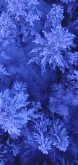 Aerial view of a snow-covered winter forest in serene blue hues.