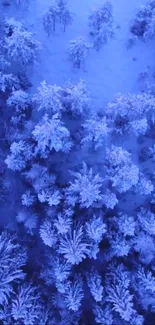 Aerial view of snow-covered winter forest in blue hues.