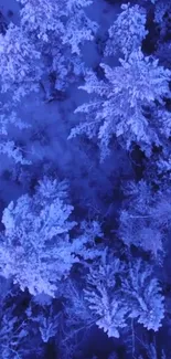 Aerial view of snow-covered forest trees.