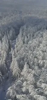 Aerial view of a snow-covered forest landscape.