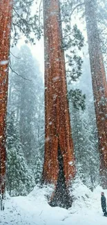 Majestic snow-covered giant trees in a serene winter forest.