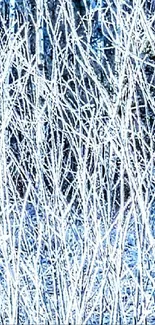 Frost-covered branches in a winter forest.