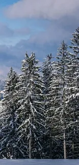 Serene winter forest with snow and blue sky.