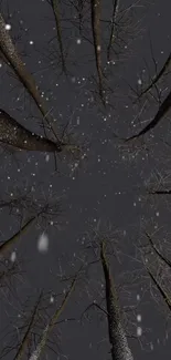 Tall leafless trees with snow against a dark sky.