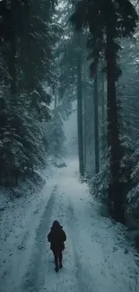 Snow-covered forest path in winter, framed by tall trees.