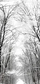 Snow-covered forest pathway with towering trees.