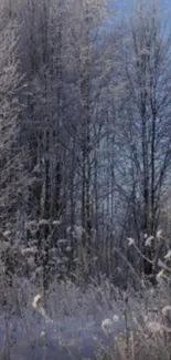 Serene winter forest with frosted trees under a clear blue sky.