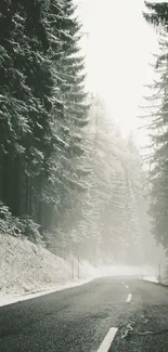 Snowy forest road with tall trees in winter landscape.