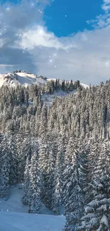 Snowy pine forest under a blue sky in winter.