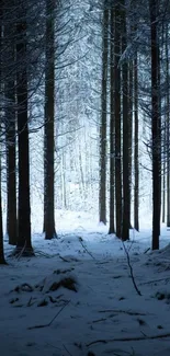 Peaceful winter forest with snow and tall trees.