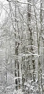 Snow-covered forest trees in wintertime.