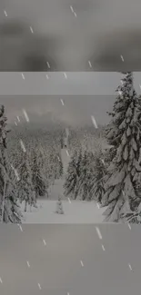 Snowy winter forest with falling snowflakes.