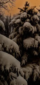 Snowy pine trees under an orange evening sky.