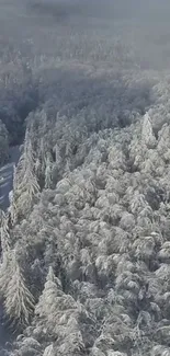 Aerial view of a snowy winter forest with a winding path through the trees.