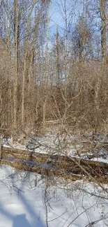 Snowy winter forest with stream flowing through bare trees.