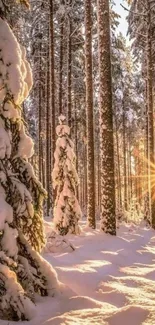 Sunlit snowy forest path with trees and serene winter ambiance.