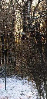 Winter sunrise in a snowy forest with sunlight through trees.