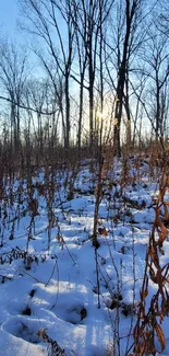 Snowy winter forest landscape with blue sky and bare trees.