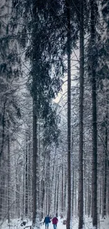 Serene winter forest path with towering trees and snow.