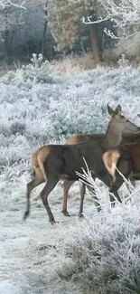 Three deer in a frosty winter forest landscape, surrounded by white snow and trees.