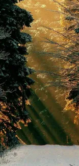 Winter forest with golden sunlight beams on a snowy path.