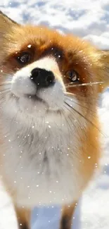 Close-up of a curious red fox in snow.