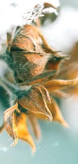 Close-up of frosted leaves in winter scene.