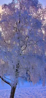 Frosted tree with snow against a light blue sky in a serene winter landscape.