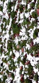 Green grass dusted with light snow creating a serene winter texture.