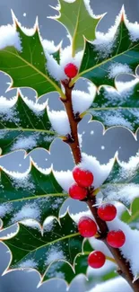 Snow-covered holly branch with red berries