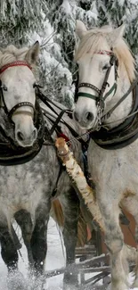 Two majestic horses pulling a sled through a snowy forest.