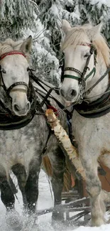 Two horses in a snowy forest landscape, evoking winter beauty and tranquility.