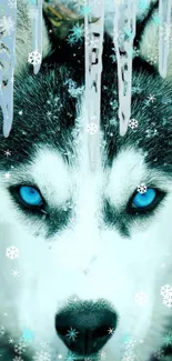 Husky with icy blue eyes surrounded by snowflakes.