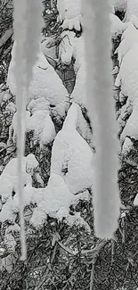 Icicles hanging from snowy tree branches in winter.