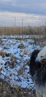 Dog in snowy field with winter landscape background.