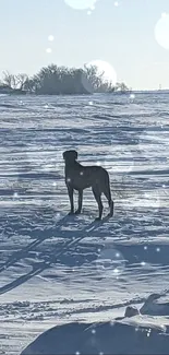 Lone dog standing in a snowy winter landscape.