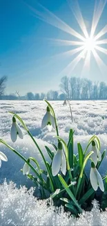 Snowdrops blooming in snowy field under bright sun.