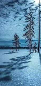 Winter night forest with moonlit snow and tall trees casting shadows.