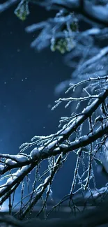 Snow-covered branches against a dark blue winter night sky.