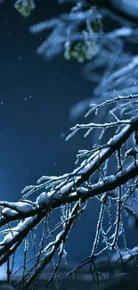 Snow-covered branches in dark blue winter night.