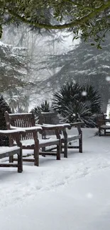 Wooden benches line a snowy park path in winter.